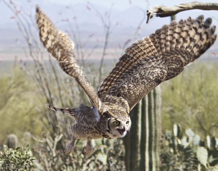 Great Horned Owl by Walt Thomas