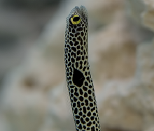 花园鳗鱼-水族馆