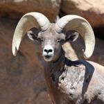 Bighorn Sheep