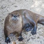 River Otter